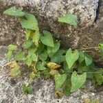 Fallopia convolvulus Hoja