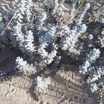 Achillea maritima Leaf