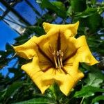 Solandra maximaFlor