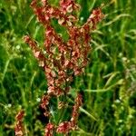 Rumex thyrsoides Vekstform