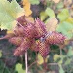 Xanthium strumariumФрукт