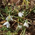 Acis fabrei Habit