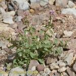 Iberis gibraltarica Yeri