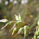 Poa alpina Flower