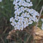 Achillea millefoliumΛουλούδι