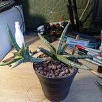 Sansevieria francisiiΣυνήθη χαρακτηριστικά