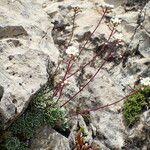 Saxifraga paniculata Celota