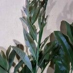 Matayba elaeagnoides Leaf