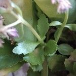 Kalanchoe crenata Leaf