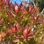 Leucadendron salignum Лист