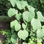 Cercidiphyllum japonicumLeaf