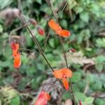 Hylodesmum repandum Flor