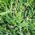 Centaurium pulchellum 整株植物