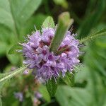 Mentha arvensis 花