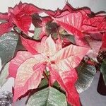 Euphorbia pulcherrima List