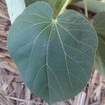 Abutilon exstipulare Leaf