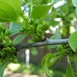 Frangula alnus Flower