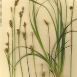 Carex brevicollis অন্যান্য