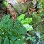 Vaccinium myrtilloides Foglia