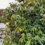 Rhododendron maximum Leaf