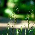 Carex pendula Kvet