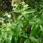 Epidendrum rigidum 形態