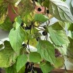 Solanum nigrum Feuille