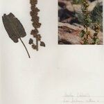 Rumex nepalensis Sonstige