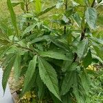 Eupatorium cannabinumഇല