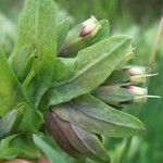 Cerinthe glabra Otro