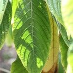 Aphelandra sinclairiana Leaf