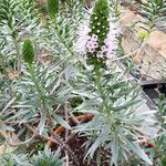 Echium hierrense Leaf