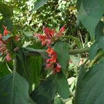 Colquhounia coccinea Habit