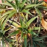 Dyckia brevifolia Лист