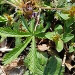 Potentilla heptaphylla Liść