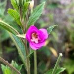 Epilobium hirsutumFlower