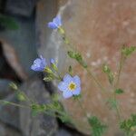 Polemonium pulcherrimum Агульны выгляд