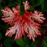 Hibiscus schizopetalus Cvet