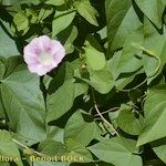 Calystegia × pulchra Habit