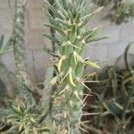 Austrocylindropuntia cylindrica Leht