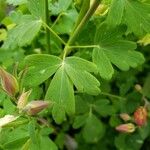 Aquilegia coerulea Foglia