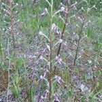 Himantoglossum adriaticum Flower