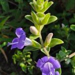 Barleria ventricosa Flower