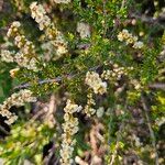 Adenostoma fasciculatum Flor