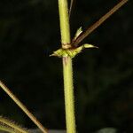 Desmodium procumbens Bark