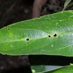 Pouzolzia obliqua Hoja