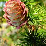 Larix kaempferi Плод