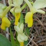 Orchis pauciflora Kvet