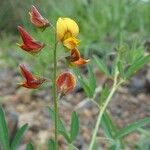 Crotalaria pumila Hábitos