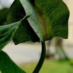 Cobaea scandens Blüte